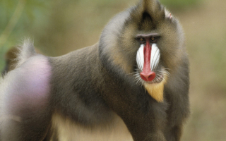 Обезьяна мандрил