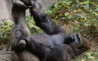 Горилла отдыхает
