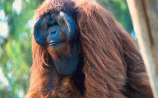 Лохматый орангутанг