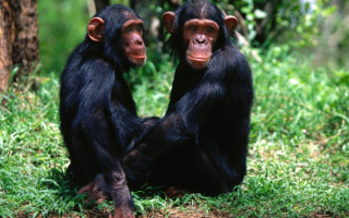 Две обезьяны на траве