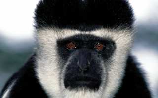 Орангутанг