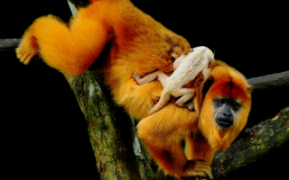 Обезьяна с детенышем