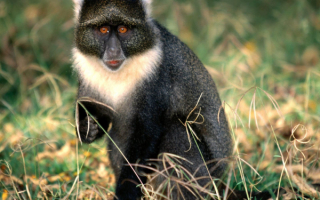 Обезьяна на траве