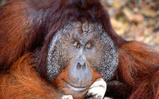 Суматранский орангутанг