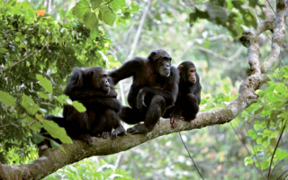Три шимпанзе на дереве