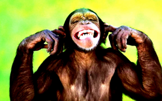 Улыбка шимпанзе