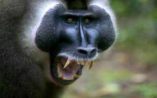 Зубастый бабуин