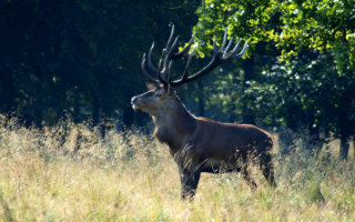Олень вышел из леса
