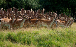 Стадо пятнистых оленей