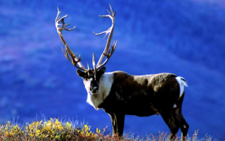 Северный олень в горах