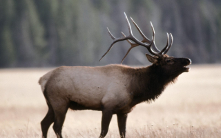 Рев оленя
