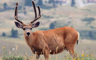 Олень на поляне