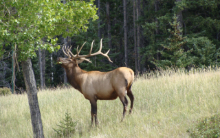 Олень под деревом