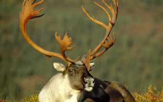 Северный олень