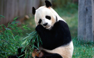 Панда обедает
