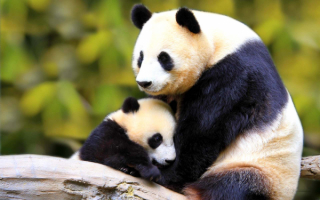 Мама панда с малышом