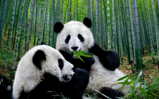 Панды в бамбуковом лесу