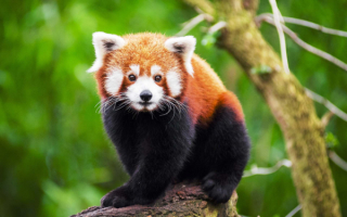 Красная малая панда