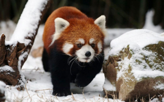 Красная панда зимой