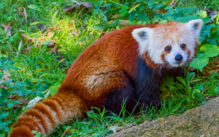 Красная панда на траве