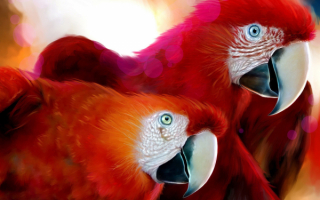 Два красных попугая