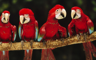 Четыре красных попугая