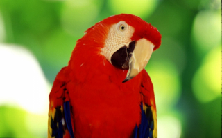 Красногрудый попугай