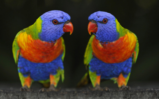Красногрудые попугаи