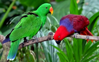 Попугаи Новой Гвинеи