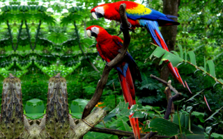 Попугаи в джунглях