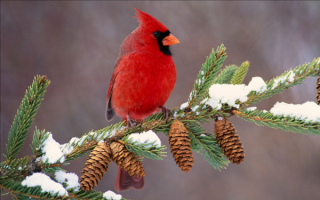Птица кардинал на елке