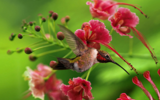 Колибри собирает нектар