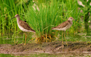 Пара поручейников