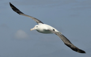 Полет альбатроса
