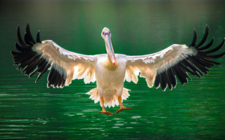 Полет пеликана