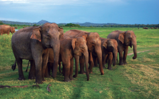 Слоны на острове Цейлон