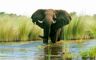 Слон в речке