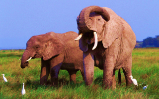 Слоны и цапли