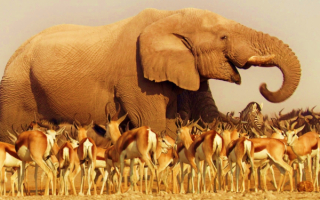 Слон и антилопы