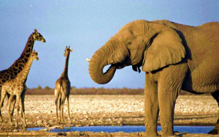 Слон и жирафы