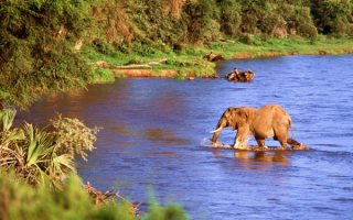 Слон переходит реку