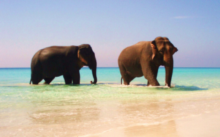 Слоны в индийском океане