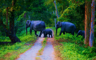 Слоны в национальном парке в Индии
