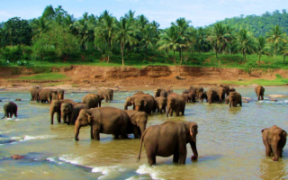 Слоны на реке