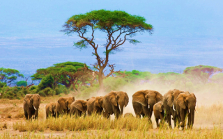 Стадо африканских слонов