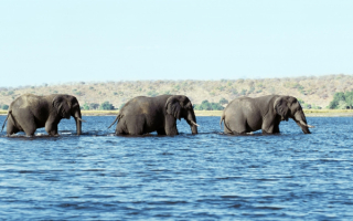 Слоны переходят реку