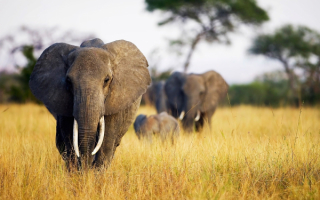 Слоны в саванне