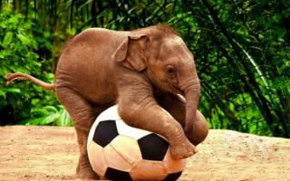 Слоненок играет с мячом