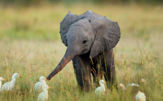 Слоненок познает мир