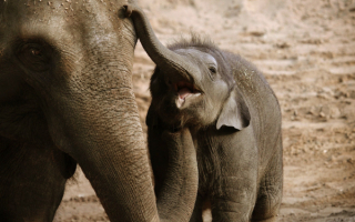 Слониха и слоненок